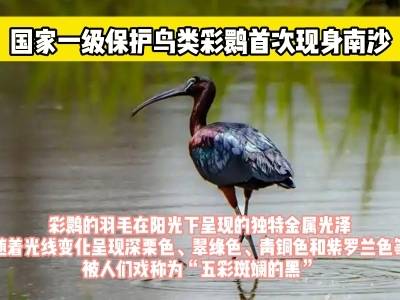 真有“五彩斑斓的黑”！国家一级保护鸟类彩鹮首次现身南沙