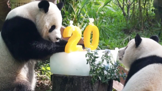 全运会倒计时20天！熊猫“顶流cp”齐亮相｜广州热点