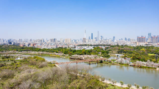 紫荆花盛放的海珠湿地石榴岗。