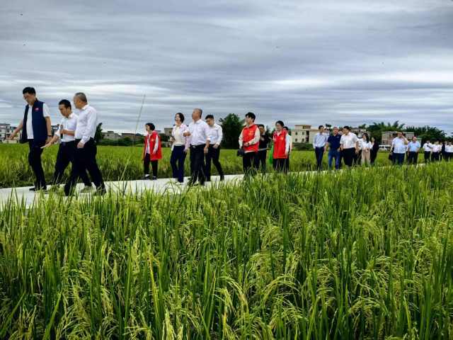 南方农村报 张植宏 拍摄