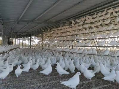 “兴宁鸽”飞向世界！兴宁“媒体+”“网络强村”赋能“百千万工程”农产品市场体系建设