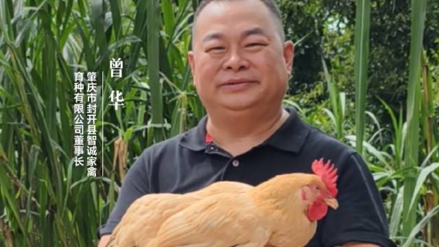 曾华：千年杏花鸡，飞出新天地