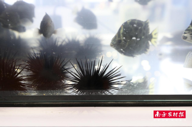 汕尾展团以活体海鲜直观展示现代化养殖成果。