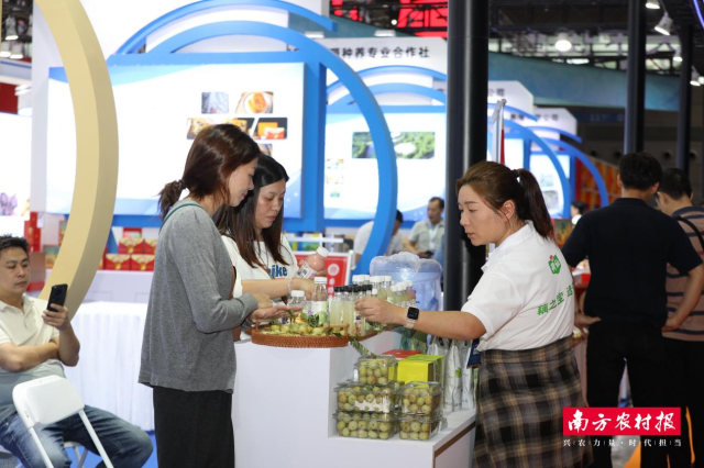 陆河青梅和油柑备受采购商青睐。