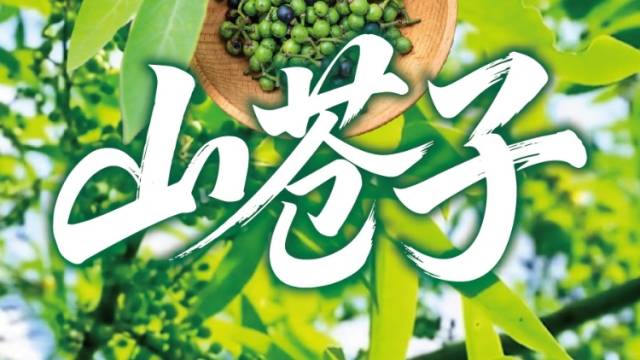 山苍子，点绿成“金”