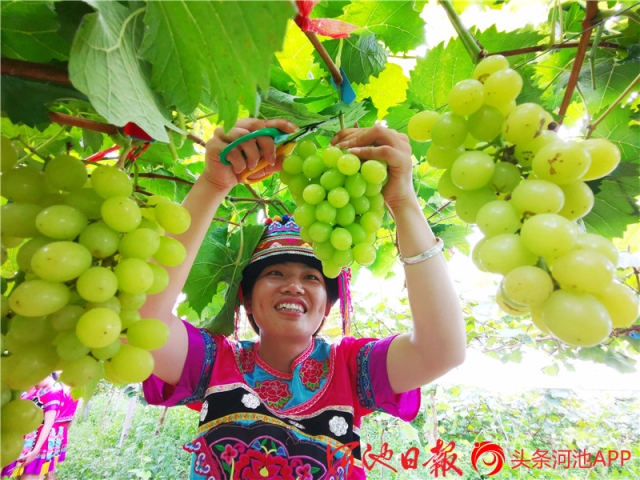 都安葡萄。
