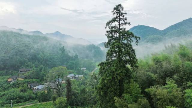 六代人横跨三个世纪守护的“广东杉树王”