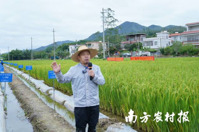 华南农业大学资源与环境学院沈宏教授在田间授课