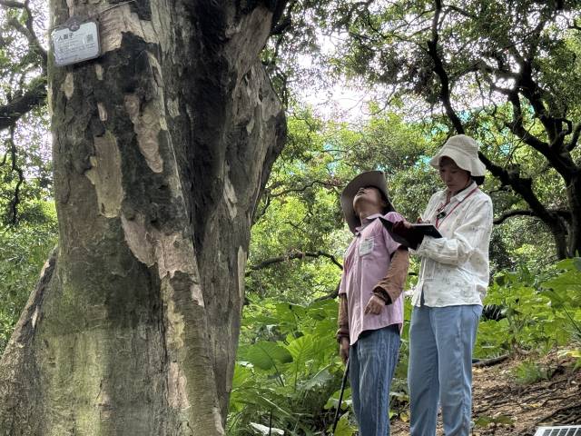 成伟珍、陆永洪夫妇在巡查古树  