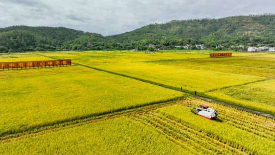 河源万绿智慧无人农场的无人收割机可以实现田间精准作业。