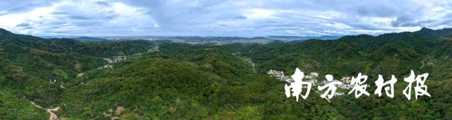 太平镇三百洞村漫山遍野的乌榄树。