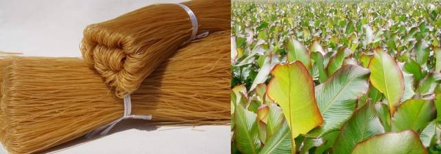 都安旱藕粉，以都安旱藕块茎中所含淀粉制成。