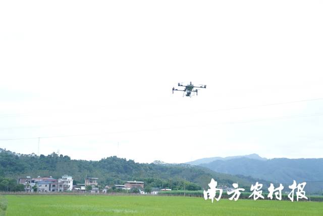 紫云英绿肥种子飞播演示