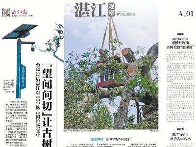 “望闻问切”让古树重获新生｜速览《南方日报·湛江观察》第180期
