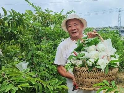 “小林檎”走向“大市场”！汕头市纪委监委精准监督，激活特色产业