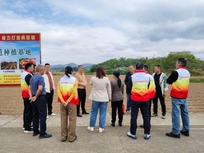 打好组合拳，盘活冬闲田！兴宁市坭陂镇特色马铃薯种植项目落地