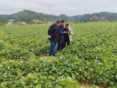 田间课堂送技术！农业专家培训到兴宁市罗岗镇，为马铃薯种植注入“科技动能”