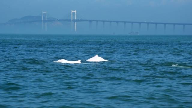跟着“十五运”游南澳② | “十五运”热浪涌，中华白海豚也来凑热闹