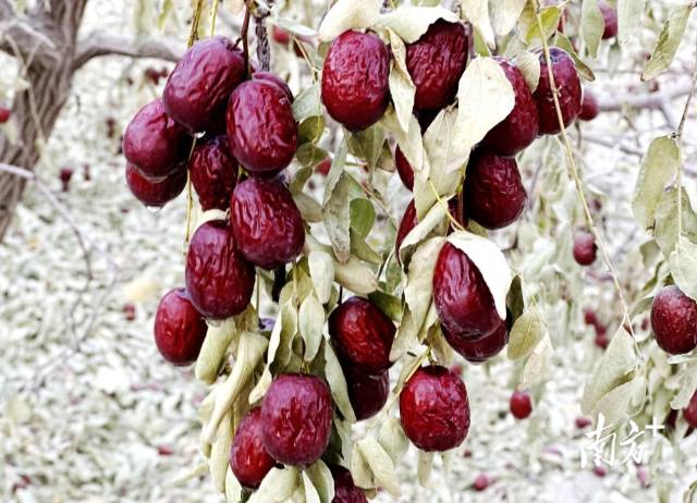 吊干枣。哈尼克孜·哪斯尔 摄