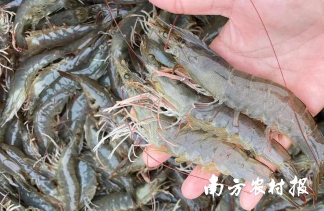 南方农村报 孙岁寒 拍摄