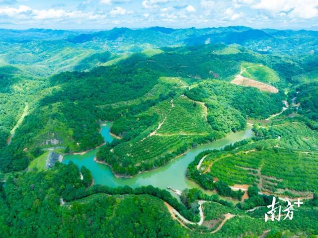 龙川是全国油茶示范县,全产业链产值达19亿元。蓝东旭 摄