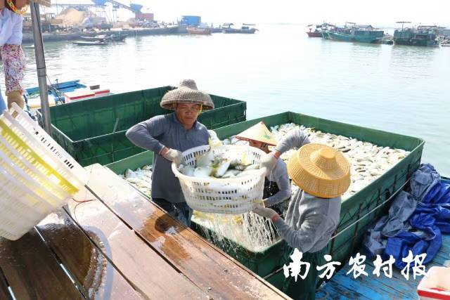 南方农村报 孙岁寒 拍摄