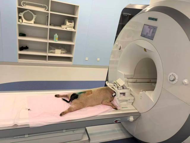 团队用猪做人的疾病模型研究  