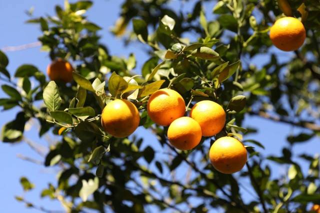 “我在德庆有棵贡柑树”！认养一棵树，送价值1399元的耳机！