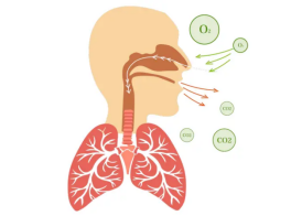 吸进去的是氧气,呼出来的为啥是二氧化碳?