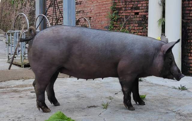 团队培育的云南澜沧黑猪  