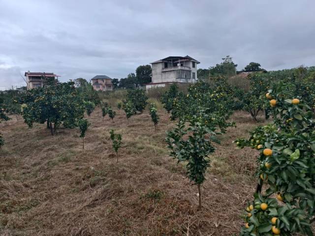 桂林市因黄龙病砍伐又补种的果园 桂林市因黄龙病砍伐又补种的果园