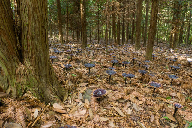 广东林下经济代表之一：林下种植灵芝 