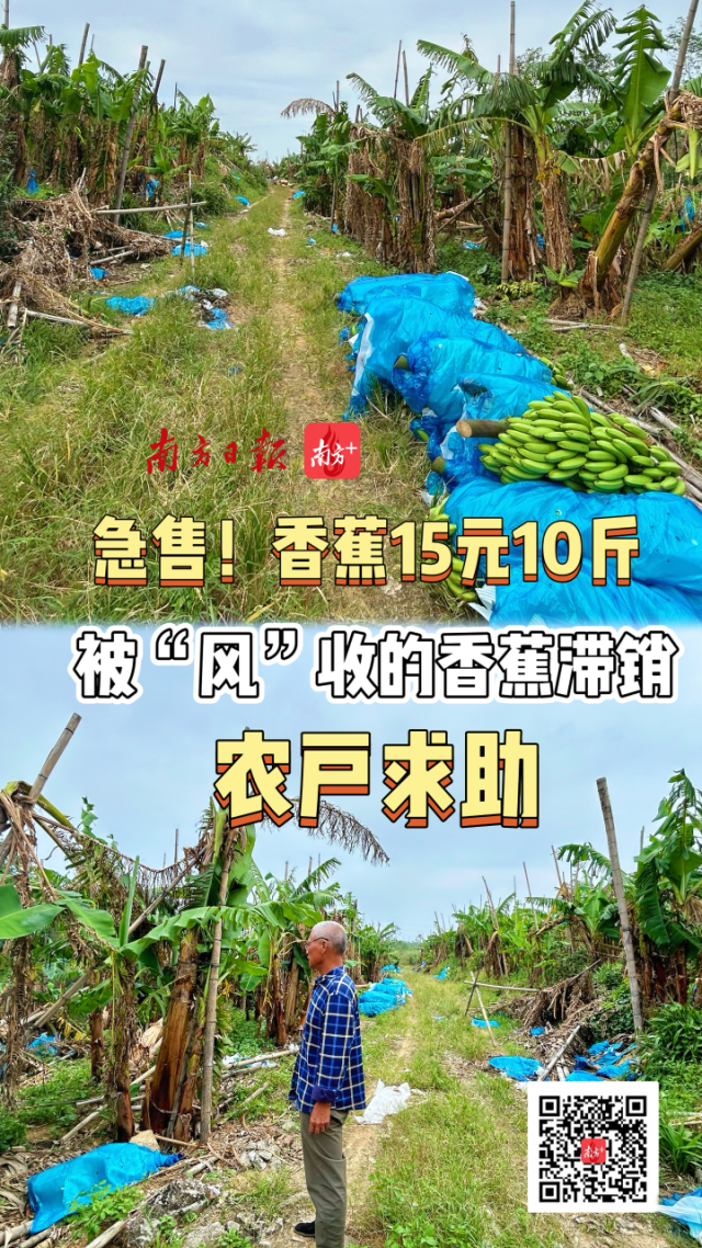 阳江“台风蕉”滞销后续:近日卖出数万斤,爱心订单仍在接力 | 在+帮办