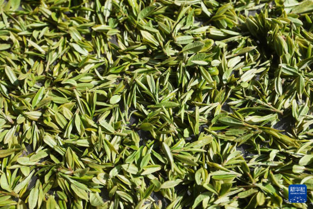 龙井鲜叶。图源新华社