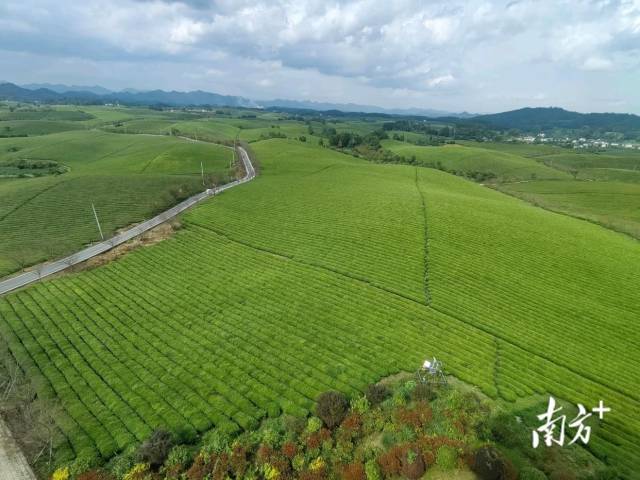 位于贵州省遵义市的中国茶海景区。资料图