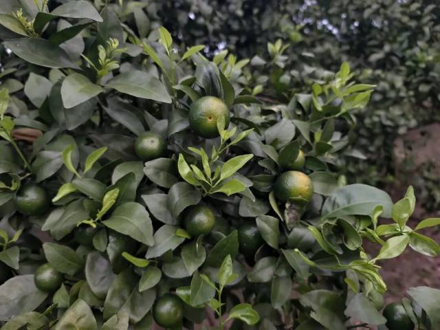 失管果树。 失管果树。