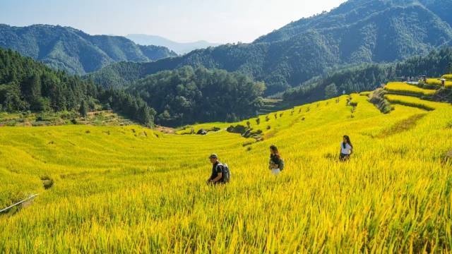 清远连山梯田。