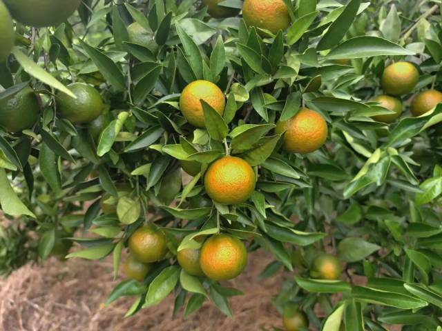 黄化树。 黄化树。