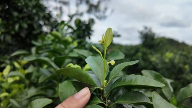 柑桔嫩叶上的木虱 柑桔嫩叶上的木虱