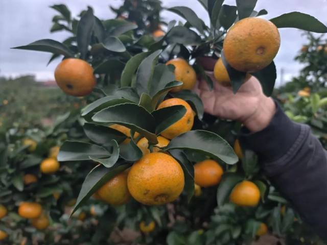 金秋砂糖桔 金秋砂糖桔