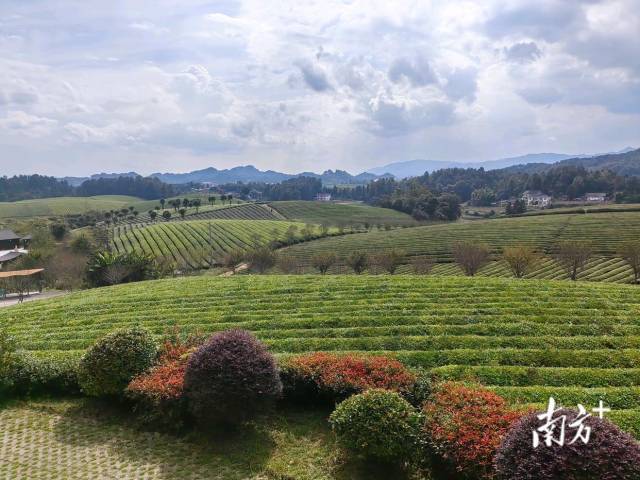 位于贵州省遵义市的中国茶海景区。资料图