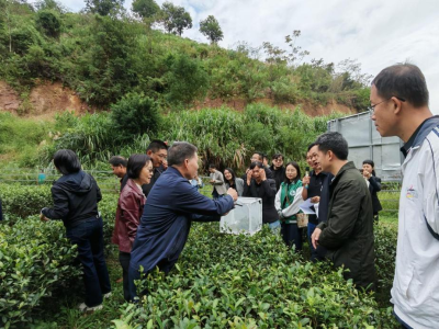 茶小绿叶蝉田间种群调控技术研讨会在河源紫金召开