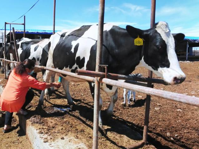 疏附奶制品，能MIX万物的美味搭子 | 疆品上新⑨