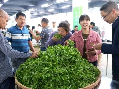 东江快评 | 茶青有了“新家”，蝉茶“富民万家”