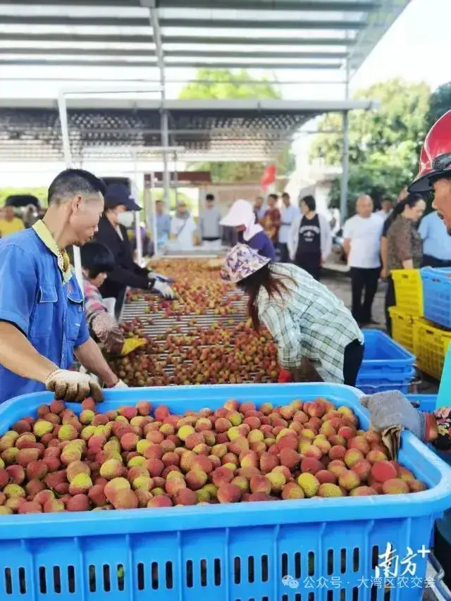 基地直采阳江新鲜荔枝,24小时内便可直达钱大妈全国各地门店。