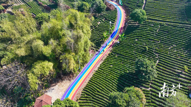 惠州市博罗县“五彩茶园”茶旅项目。