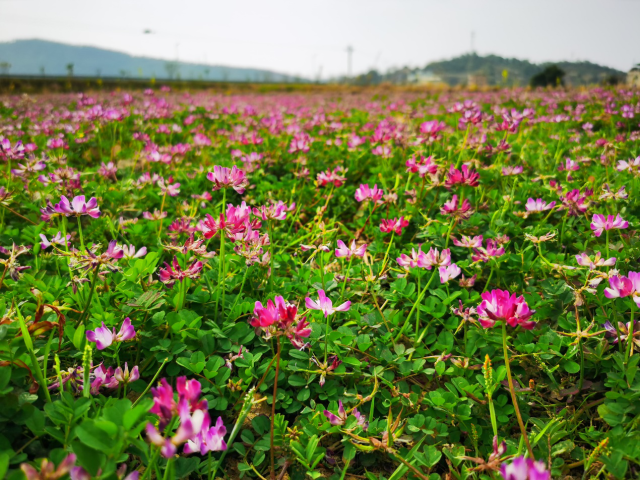 冬种紫云英可以固氮增肥，帮助农田恢复肥力，改良土壤。
