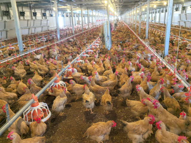 河源市温氏禽畜有限公司的养鸡楼舍在实现多层高效养殖的同时，还利用环保发酵床等实现鸡粪的绿色处理，进一步提高养殖产品品质。