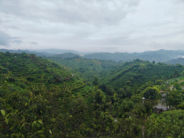 紫金县不断普及推广智慧茶园建设，引导和支持茶农、种植企业坚持生态种植，产出一批批优质的紫金蝉茶。