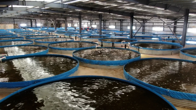 河源太二农业科技有限公司的循环水“养殖工厂”每个养殖桶每次可养殖5000尾加州鲈鱼，实现节地又节水的高密度养殖。